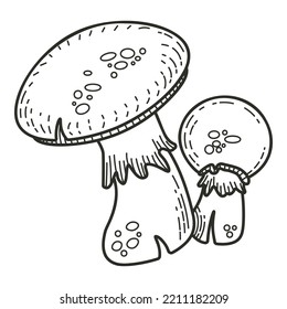 Mushroom doodle hand drawn icon. Champignon, amanita, porcini vector sketch.