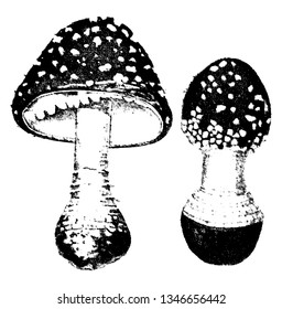 Pilz ist eine gepunktete Mütze, die erste Position sieht wie eine Knospe aus und dann sehen sie aus wie ein Regenschirm, Vintage-Linie Zeichnung oder Gravitation Illustration.