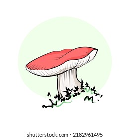 Mushroom drawing champignon, porcini, greasers, suillellus, boletus, russule, russulacea, amanita, death cap. Vector graphic stock image. Children book isolated illustration.
