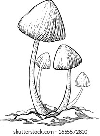 Mushroom. Drawing ink. Vector illustration.