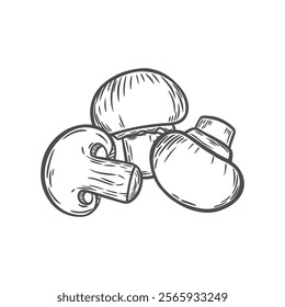 Mushroom engraving. The image of mushrooms in the style of line drawing. Great for packing.