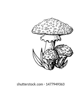 mushroom fly agaric ,hand drawing ,isolated on white background ,vector
