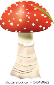 mushroom fly agaric isolated on white background