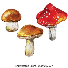 Mushroom and fly agaric isolated on a white background Vector Illustration