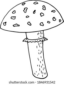 mushroom fly agaric sketch hand drawn doodle. for design card, icon, poster, vector, monochrome. nature, plant.