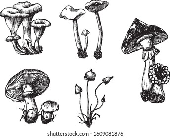Mushroom forest black and white set