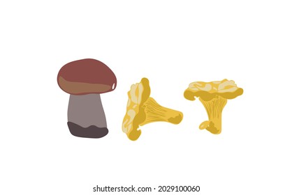 mushroom forest chanterelle white autumn