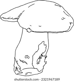 Mushroom from forest nature plant food toadstool doodle linear cartoon coloring