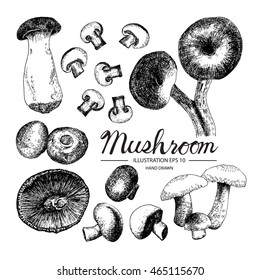 Mushroom - fruit/vegetable vector element collection via hand drawn illustration. Ink and pen sketch set.