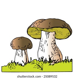 mushroom in the grass