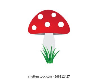 mushroom in the grass
