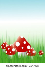 mushroom in  grass