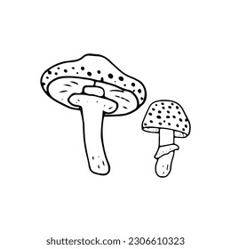 Mushroom, great design for any purposes. Doodle vector illustration. Edible mushrooms and toadstools. Healthy food. Autumn forest plants sketches for textiles, wallpaper, coloring, packaging