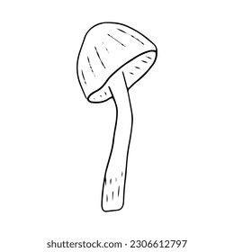 Mushroom, great design for any purposes. Doodle vector illustration. Edible mushrooms and toadstools. Healthy food. Autumn forest plants sketches for textiles, wallpaper, coloring, packaging