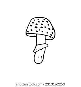Mushroom, great design for any purposes. Doodle vector illustration. Edible mushrooms and toadstools. Healthy food illustration. Autumn forest plants sketches for textiles, wallpaper, coloring