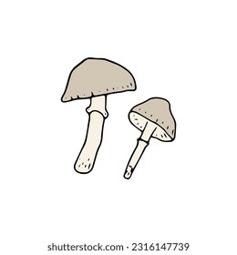 Mushroom, great design for any purposes. Doodle vector illustration. Edible mushrooms and toadstools. Healthy food illustration. Autumn forest plants sketches for textiles, wallpaper, coloring