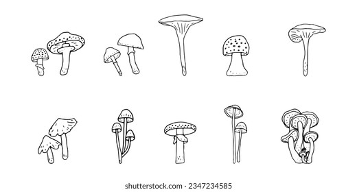 Mushroom, great design for any purposes. Doodle vector illustration. Edible mushrooms and toadstools. Healthy food illustration. Autumn forest plants sketches for textiles, wallpaper, coloring