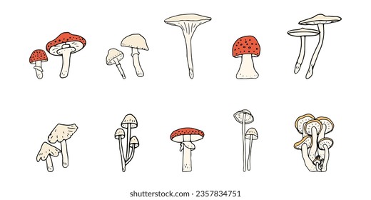Mushroom, great design for any purposes. Doodle vector illustration. Edible mushrooms and toadstools. Healthy food illustration. Autumn forest plants sketches for textiles, wallpaper, coloring