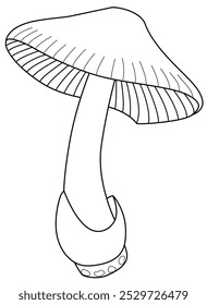 Mushroom grisette amanita é um cogumelo comestível - imagem linear vetorial para coloração. Contorno. Cogumelo de outono de floresta para livro de coloração