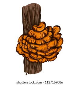 Mushroom growing on a tree. Vector illustration isolated on white background.