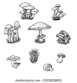 mushroom hand drawing for illustration, icon, template, art, etc