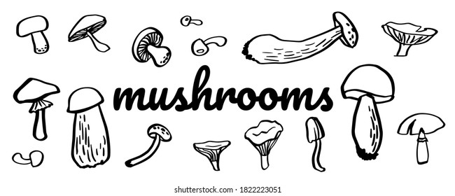 Mushroom hand drawing sketch
