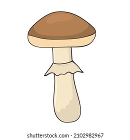 mushroom hand drawn for design 