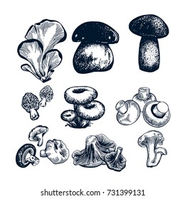 Mushroom hand drawn set. Isolated vector illustration. Organic vegetarian product for restaurant menu or packaging. Honey agaric, edible mushroom, russula, chanterelle,
shimeji, champignon. Engraving