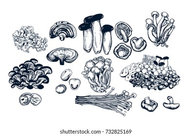 Mushroom hand drawn set. Isolated vector illustration. Organic vegetarian product for restaurant menu or packaging. Honey agaric, shiitake, edible mushroom, enoki mushrooms, eringi. Engraving