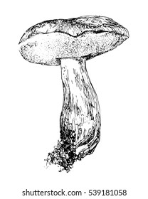 Mushroom hand drawn sketch illustration