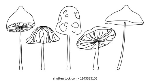 Mushroom hand drawn sketch vector illustration. Fresh organic food