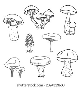 Mushroom hand drawn sketch vector illustration. Mushrooms boletus, chanterelles, camelina, honey agarics, boletus, russula, morel, boletus, fresh organic food isolated on white background.