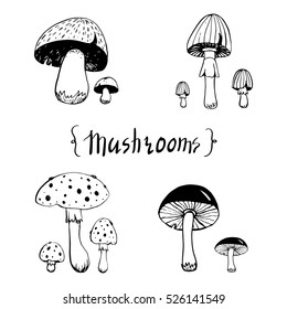 Mushroom hand drawn sketch vector illustration. Vegetarian natural food doodle.