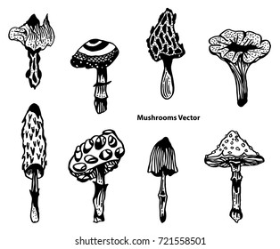 Mushroom hand drawn sketch vector illustration. Mushroom Vector Set Design Graphic