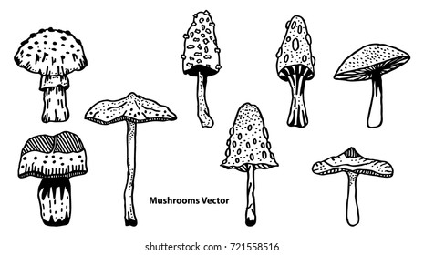 Mushroom hand drawn sketch vector illustration. Mushroom Vector Set Design Graphic