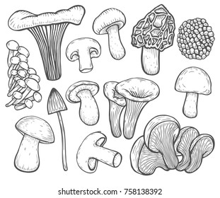 Mushroom hand drawn sketch vector illustration. Organic food isolated on white.