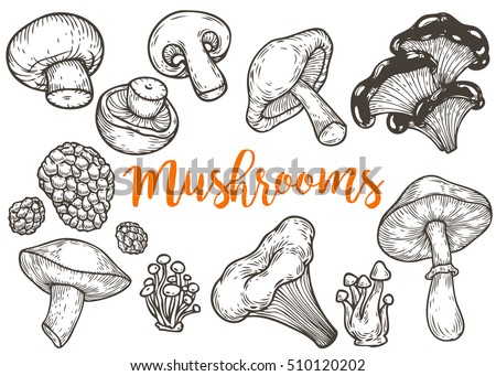 mushroom hand drawn sketch vector illustration のベクター画像素材