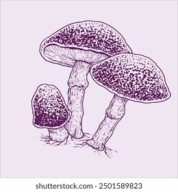 Mushroom hand drawn vector can be used for illustration of card, screen printing, clothes, etc.