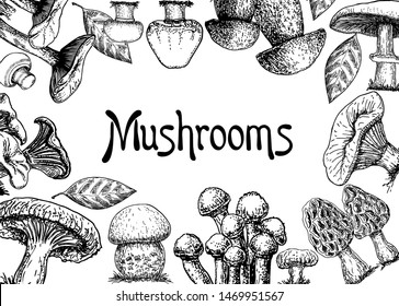 Mushroom hand drawn vector frame. Isolated Sketch organic food drawing template. Champignon, morel, porcini, oyster, chanterelle, waves, honey agarics. Great for menu, label, product packaging