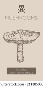 Mushroom hand drawn vector frame. Poison Mushroom. Isolated Sketch organic food drawing template. Great for menus, labels, product packaging.
