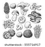 Mushroom hand drawn vector illustration. Isolated Sketch food drawing . Champignon, morel, truffle, enokitake, porcini, oyster, honey agaric, chanterelle, wood ear, shiitake Organic vegetarian product