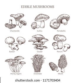 Mushroom hand drawn vector illustration. Botanical illustration morel, enokitake, honey agaric, portabello, suillus, chanterelle, porcini, ouster, button. Organic vegetarian product for menu, packing.