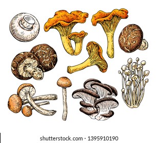 Mushroom hand drawn vector illustration. Sketch food drawing isolated on white background. Champignon, enokitake, oyster, honey agaric,  chanterelle, shiitake. Organic vegetarian product.