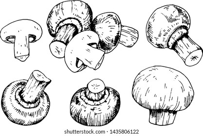 Mushroom hand drawn vector illustration. Isolated Sketch food drawing. Organic vegetarian product for menu, label, packaging. Champignons are in engraving style