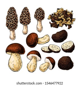 Mushroom hand drawn vector illustration. Sketch food drawing isolated on white background.  Morel, truffle, porcini, wood ear. Organic vegetarian product. Great  for menu, label, product packaging, re