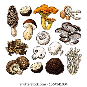 Mushroom hand drawn vector illustration. Isolated Sketch food drawing. Champignon, morel, truffle, enokitake, porcini, oyster, honey agaric, chanterelle Organic vegetarian product