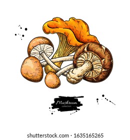 Mushroom hand drawn vector illustration. Isolated Sketch food drawing. Porcini, oyster, honey agaric, chanterelle Organic vegetarian product.