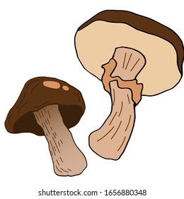 Mushroom hand drawn vector illustration. Isolated Sketch food drawing. Organic vegetarian product for menu, label, packaging