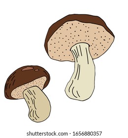Mushroom hand drawn vector illustration. Isolated Sketch food drawing. Organic vegetarian product for menu, label, packaging