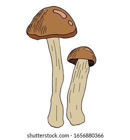Mushroom hand drawn vector illustration. Isolated Sketch food drawing. Organic vegetarian product for menu, label, packaging